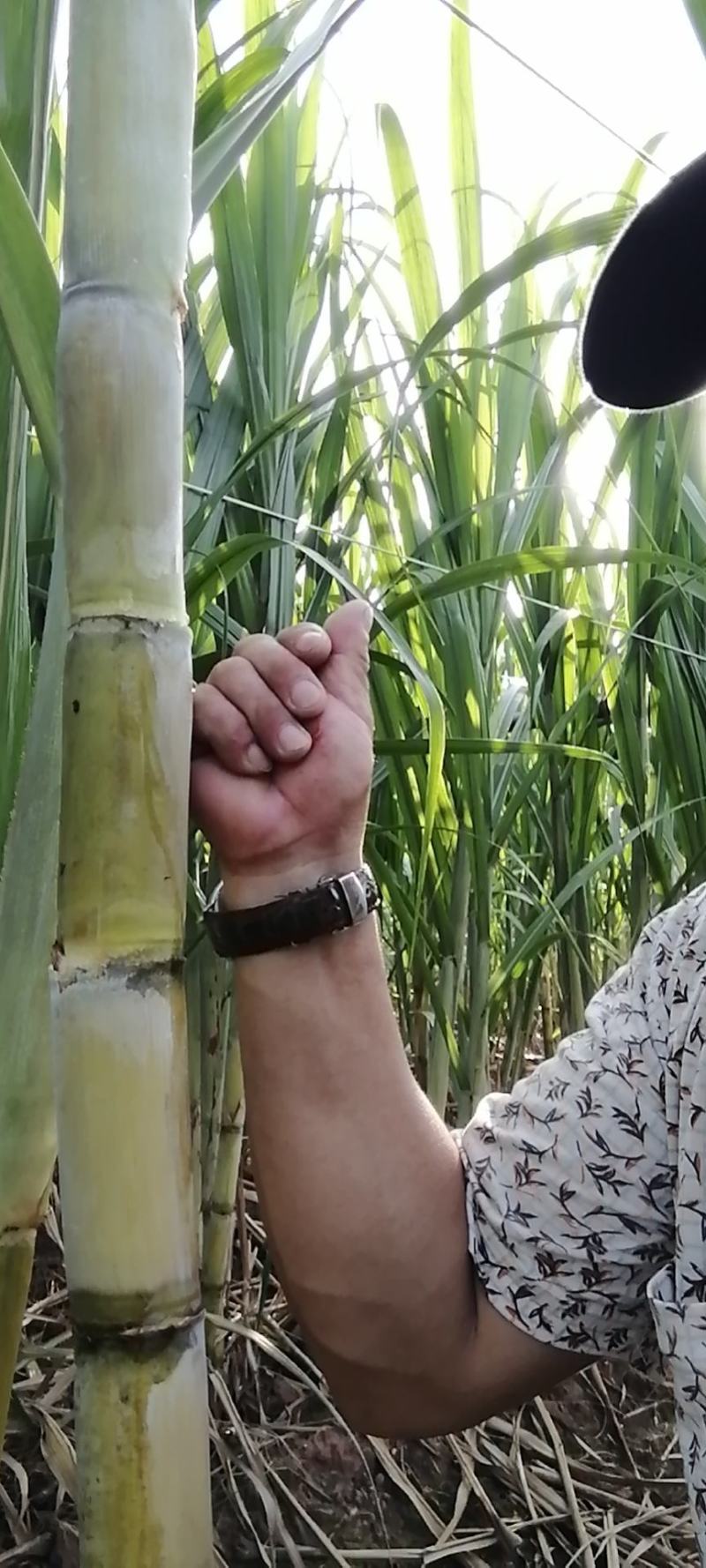 甘蔗