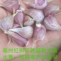 亳州红辫早熟蒜种大量销售，抽苔育苗两用品种