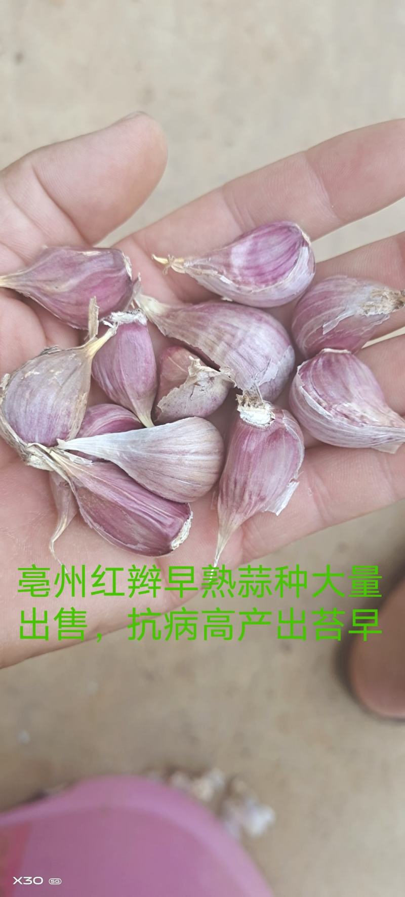 亳州红辫早熟蒜种大量销售，抽苔育苗两用品种