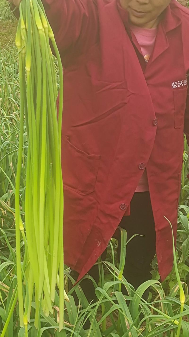 亳州红辫早熟蒜种大量销售，抽苔育苗两用品种