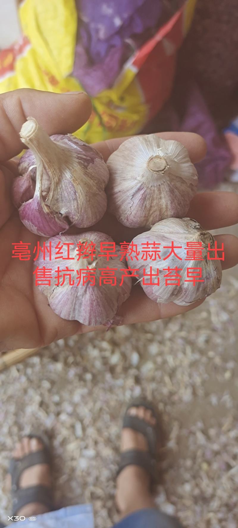 亳州红辫早熟蒜种大量销售，抽苔育苗两用品种