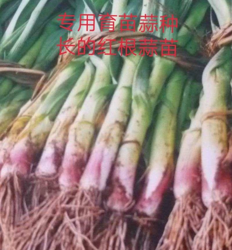 亳州红辫早熟蒜种大量销售，抽苔育苗两用品种