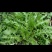 速冻荠菜