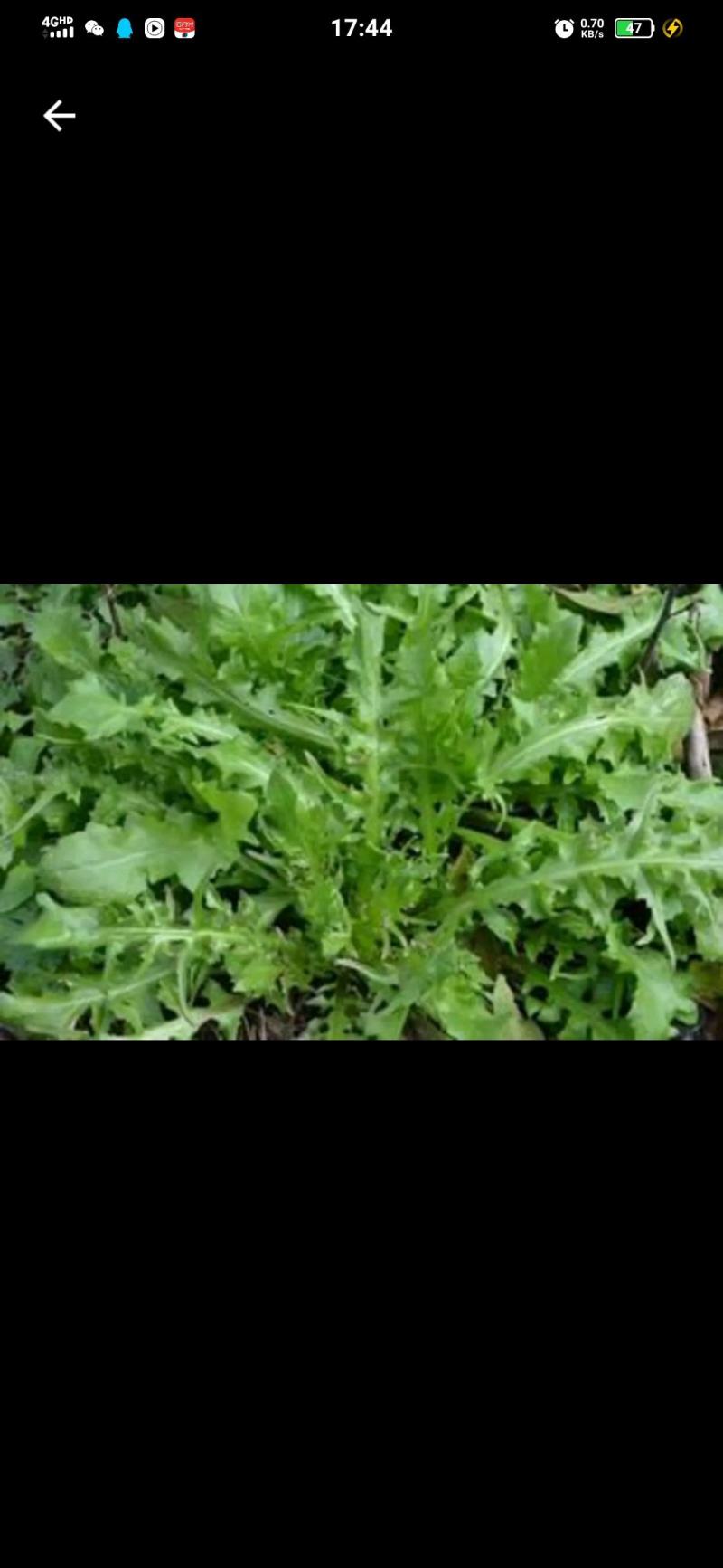 速冻荠菜