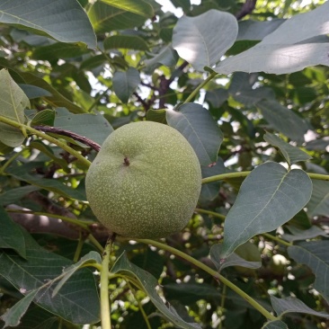 核桃