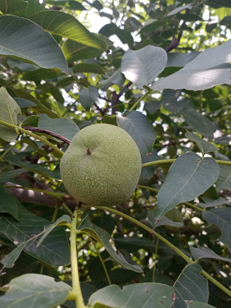 核桃
