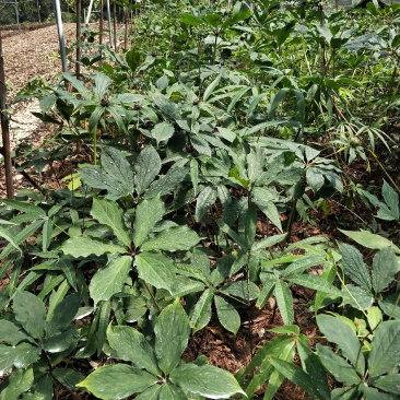 重楼种子快成熟，可以提前预定