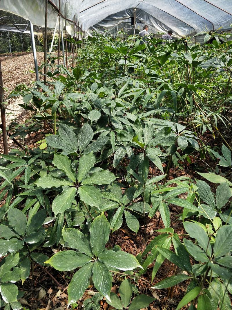 重楼种子快成熟，可以提前预定