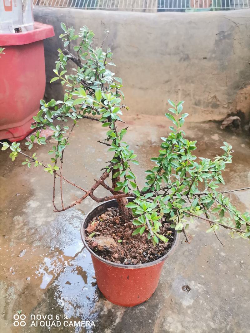 铁马鞭盆景各种规格都有货