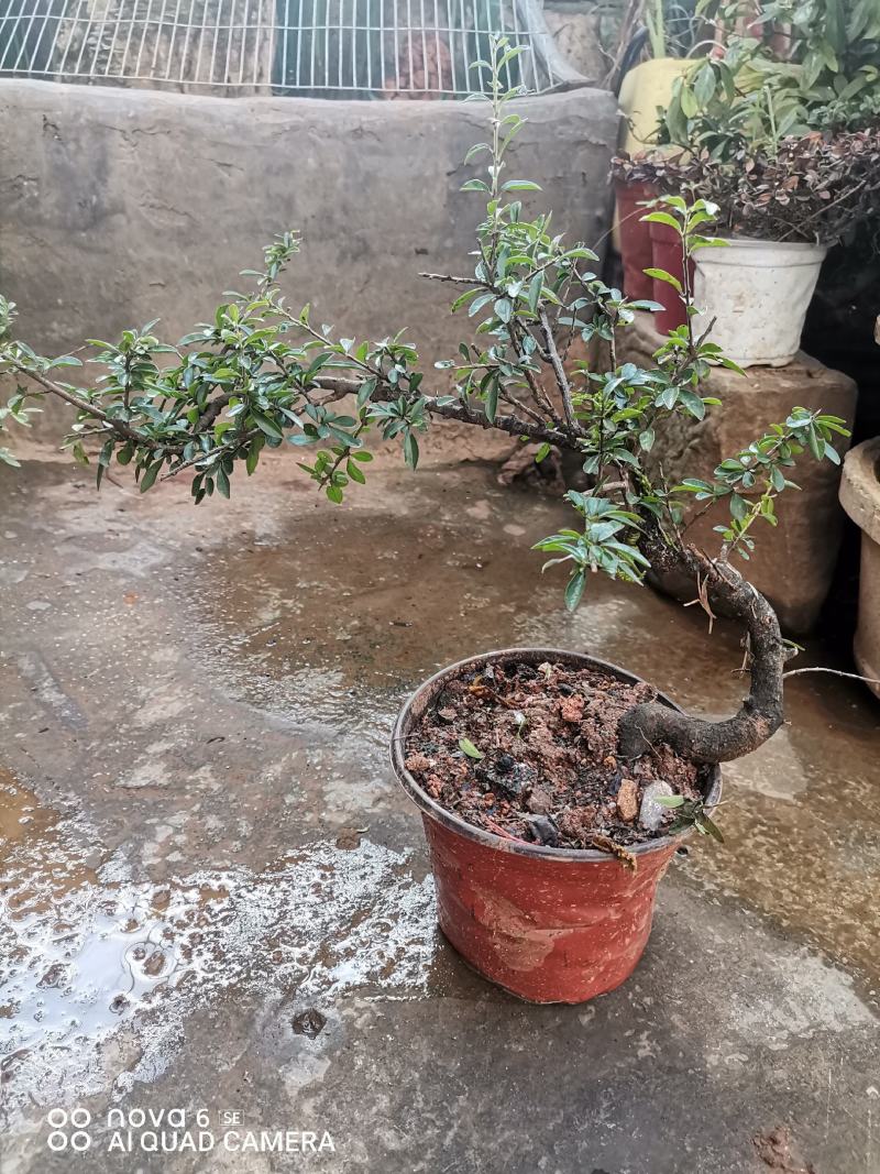 铁马鞭盆景各种规格都有货