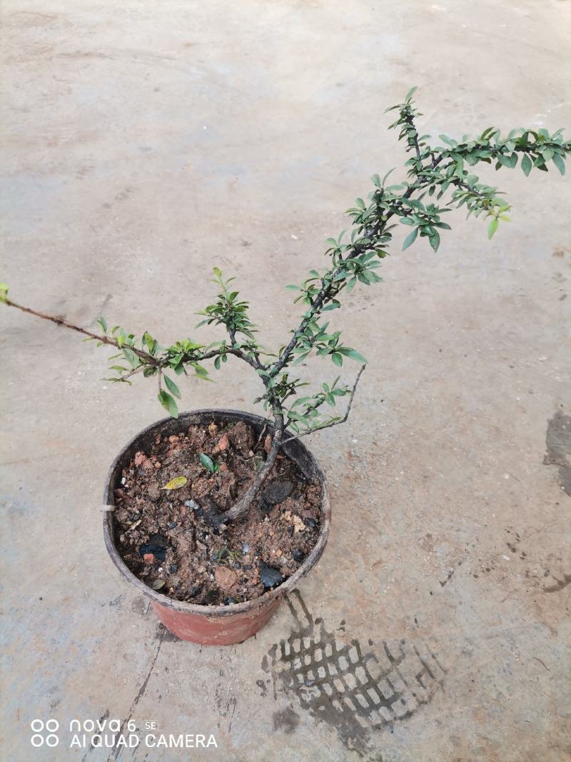 铁马鞭盆景各种规格都有货