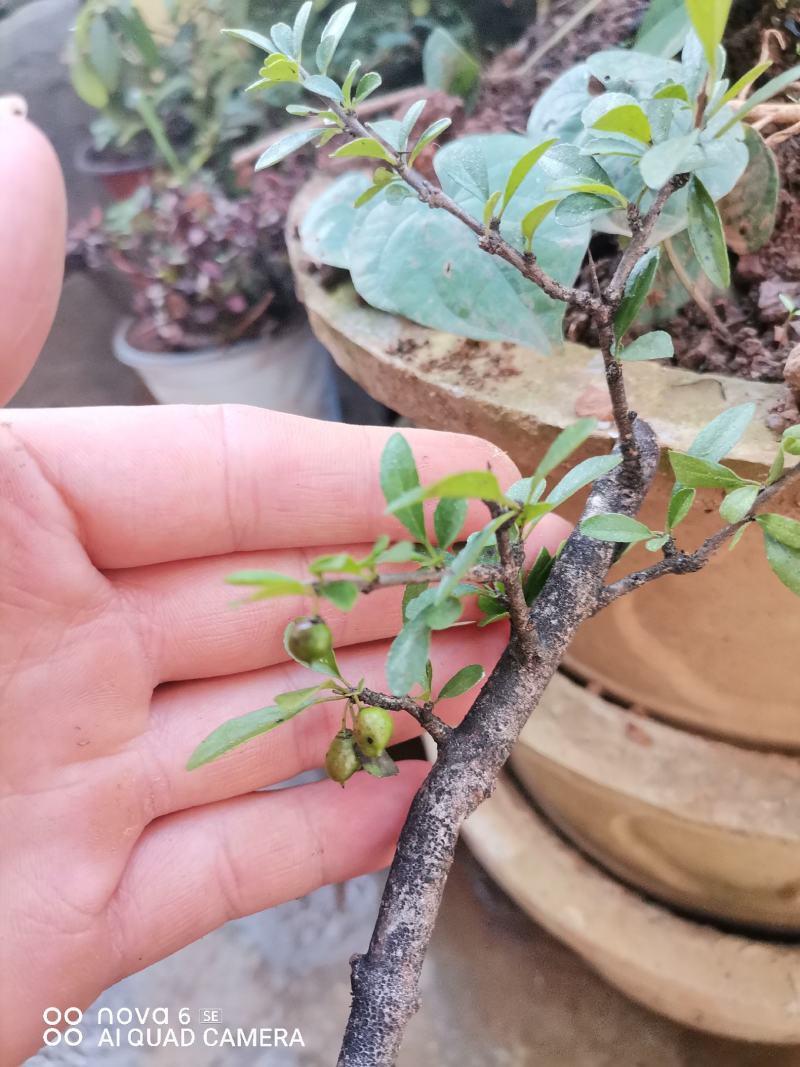 铁马鞭盆景各种规格都有货