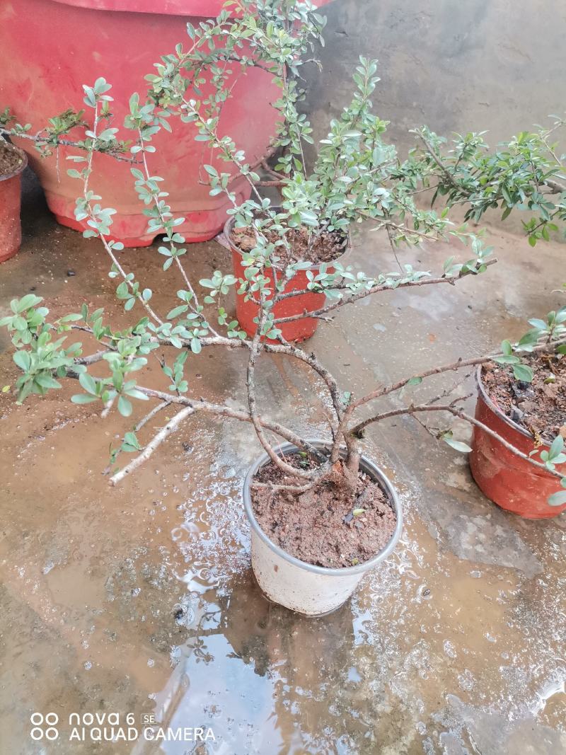 铁马鞭盆景各种规格都有货