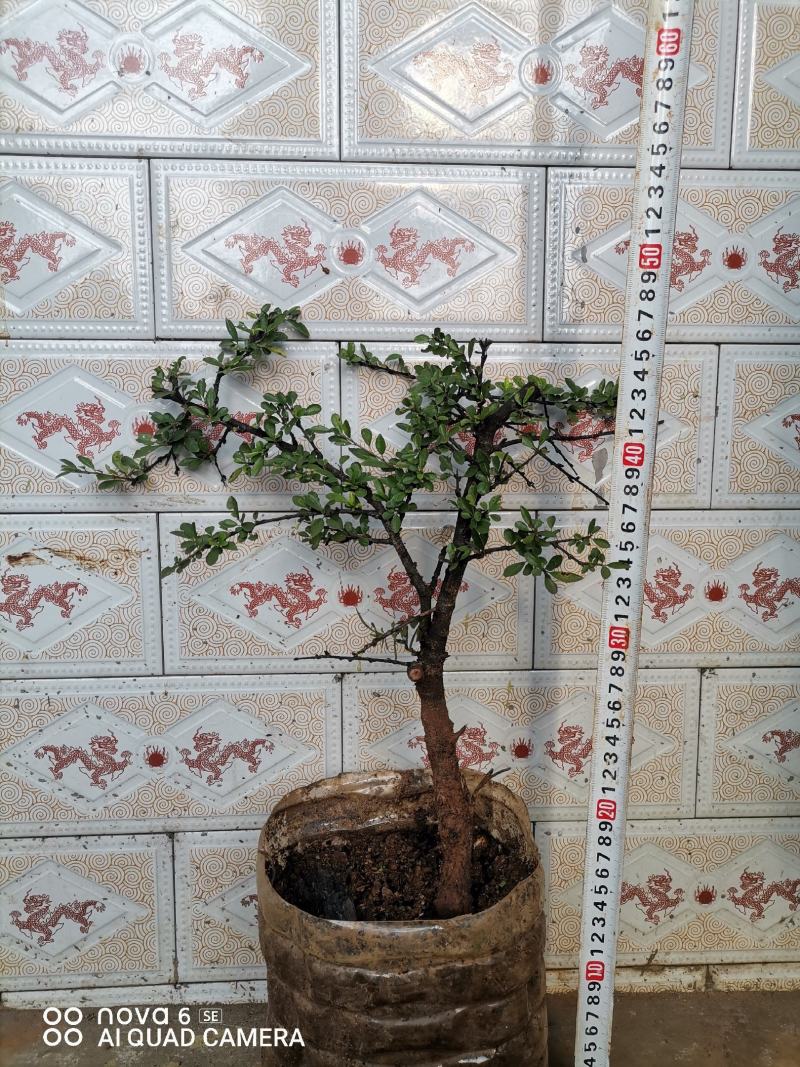 铁马鞭盆景各种规格都有货