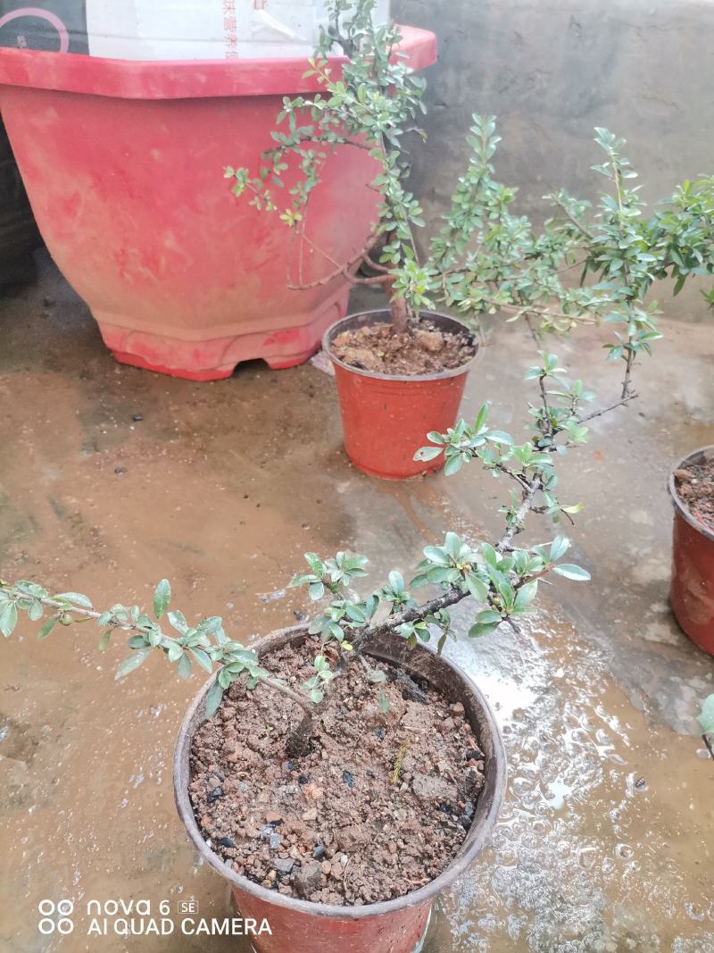 铁马鞭盆景各种规格都有货