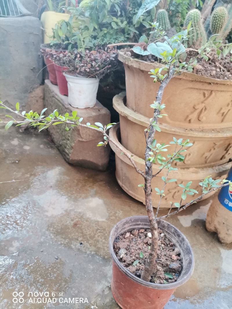 铁马鞭盆景各种规格都有货