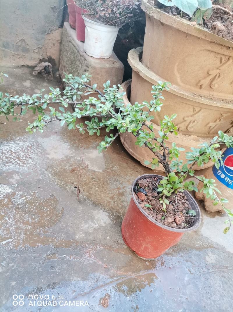 铁马鞭盆景各种规格都有货