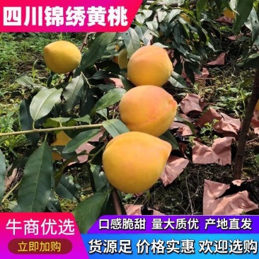 桃子四川锦绣黄桃套袋果口感脆甜量大质优产地直发可视频看货