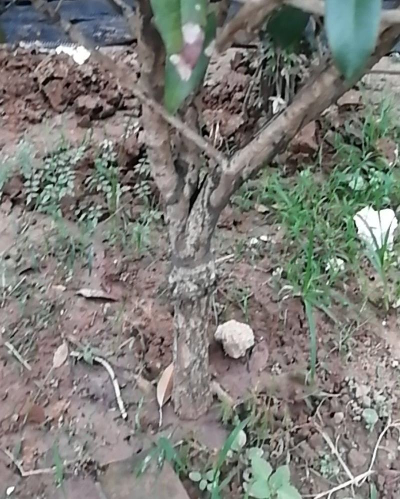 桂花树苗嫁接，，金桂