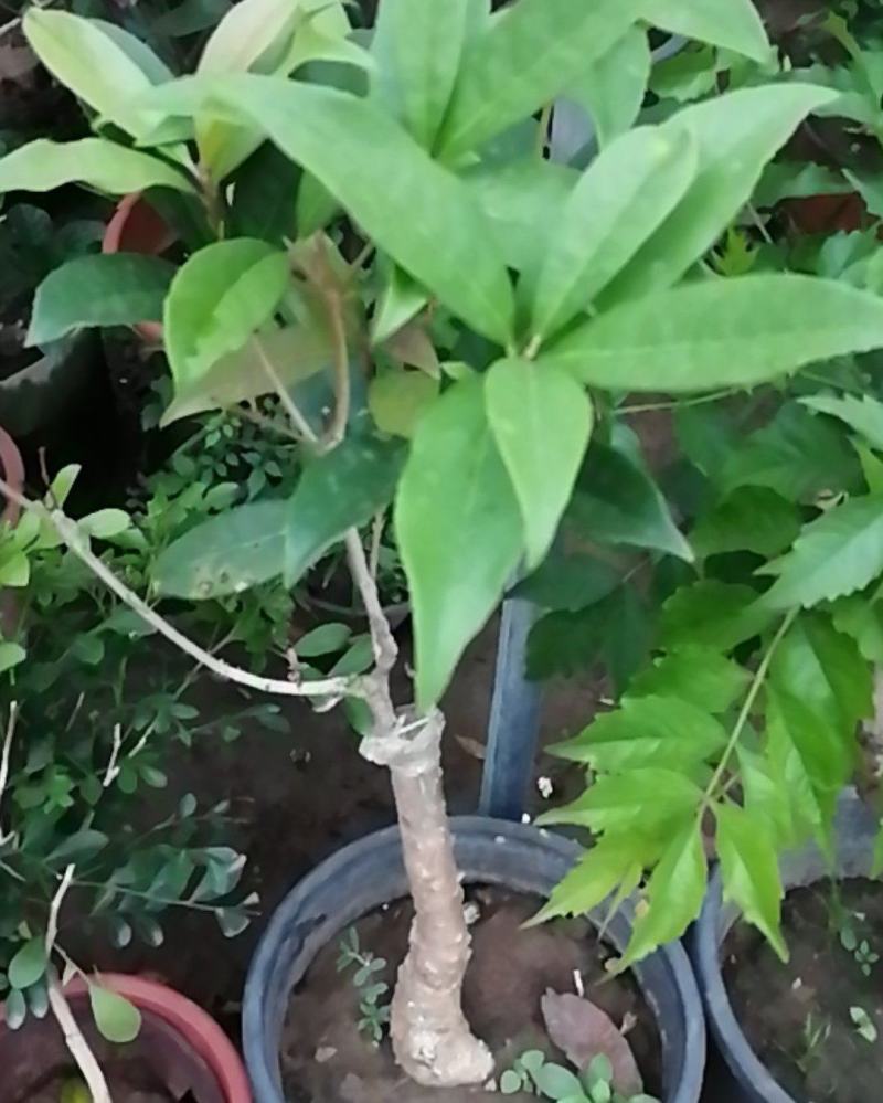 桂花树苗嫁接，，金桂