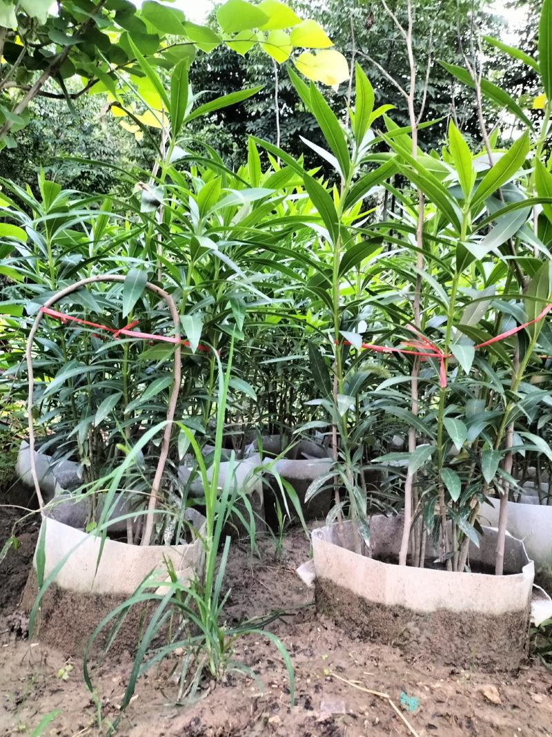 盆栽夹竹桃（乔灌木观赏苗木盆栽夹竹桃）