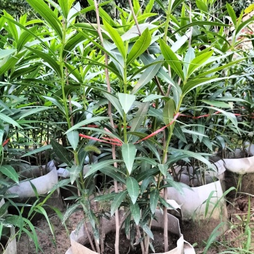 盆栽夹竹桃（乔灌木观赏苗木盆栽夹竹桃）