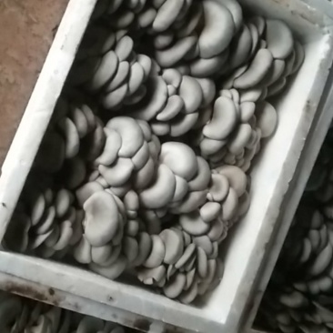 新鲜平菇，基地直发，保质保量，价格优惠，量大从优