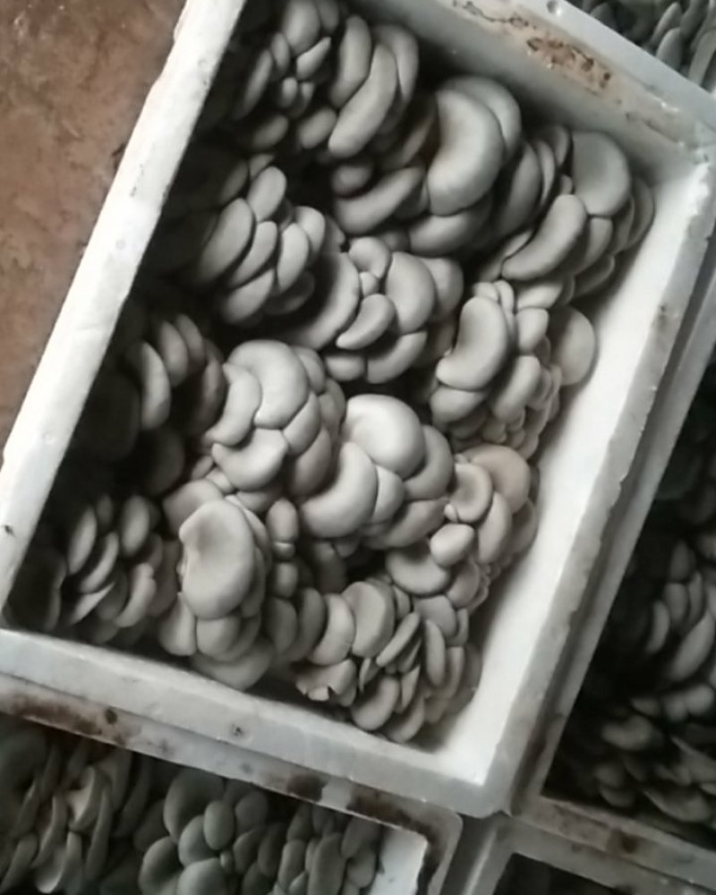 新鲜平菇，基地直发，保质保量，价格优惠，量大从优