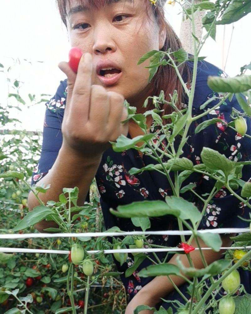 樱桃西红柿，圣女果。你没吃过的西红柿