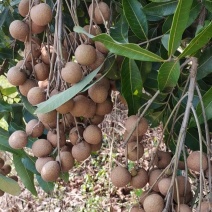 储良龙眼