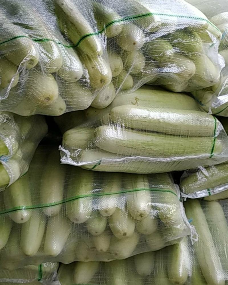 白黄瓜湖北长阳高山白黄瓜。精选好物！