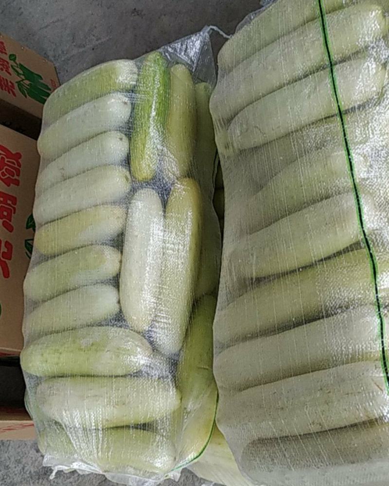 白黄瓜湖北长阳高山白黄瓜。精选好物！