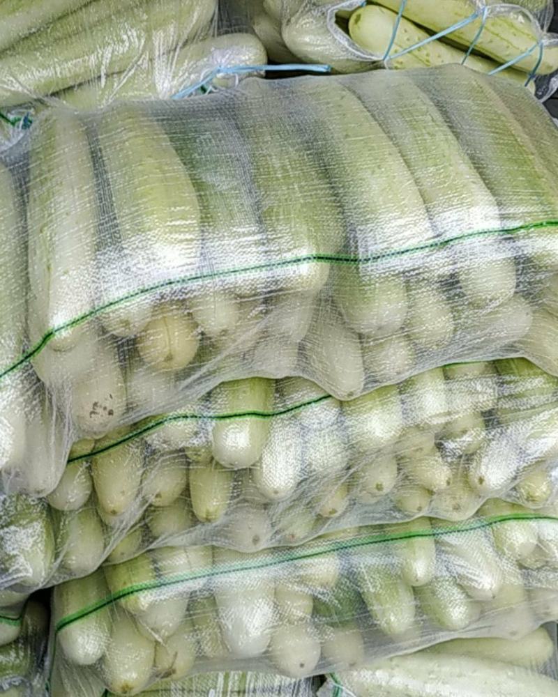 白黄瓜湖北长阳高山白黄瓜。精选好物！