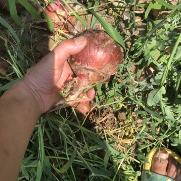精品鲜洋葱，地里上市，需要的联系