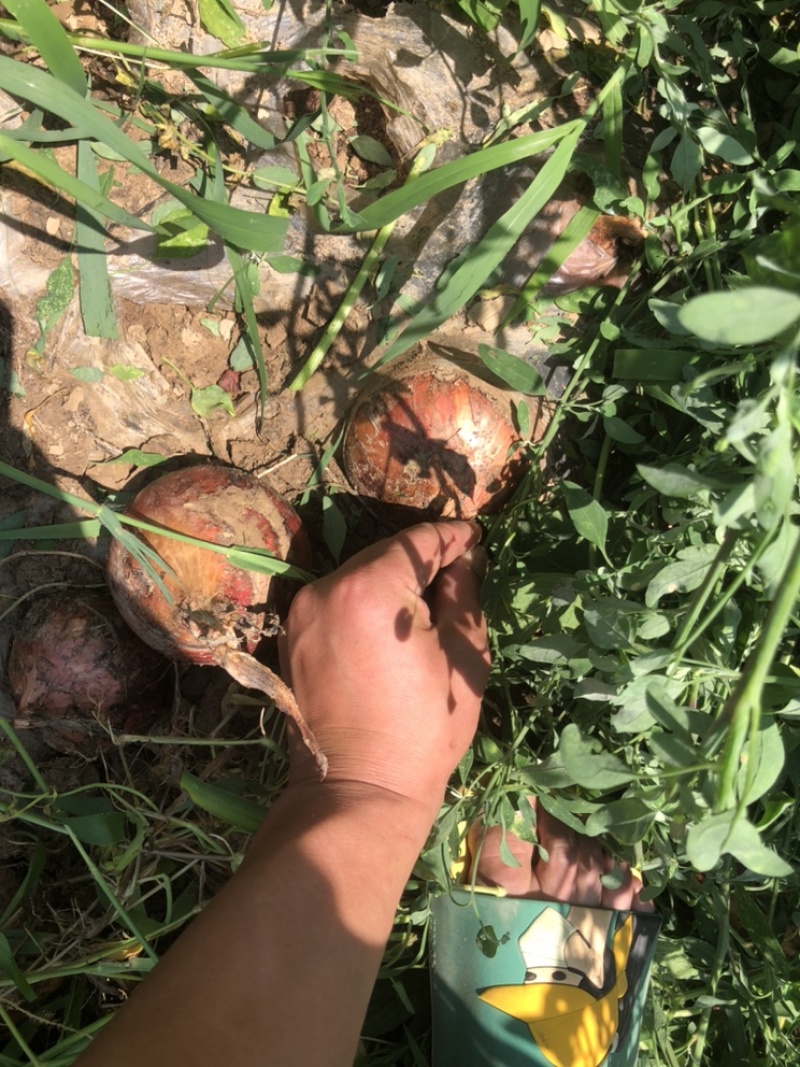 精品鲜洋葱，地里上市，需要的联系