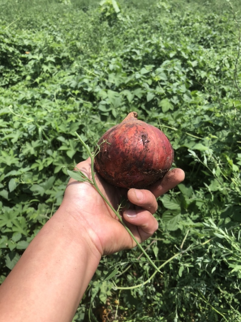 精品鲜洋葱，地里上市，需要的联系