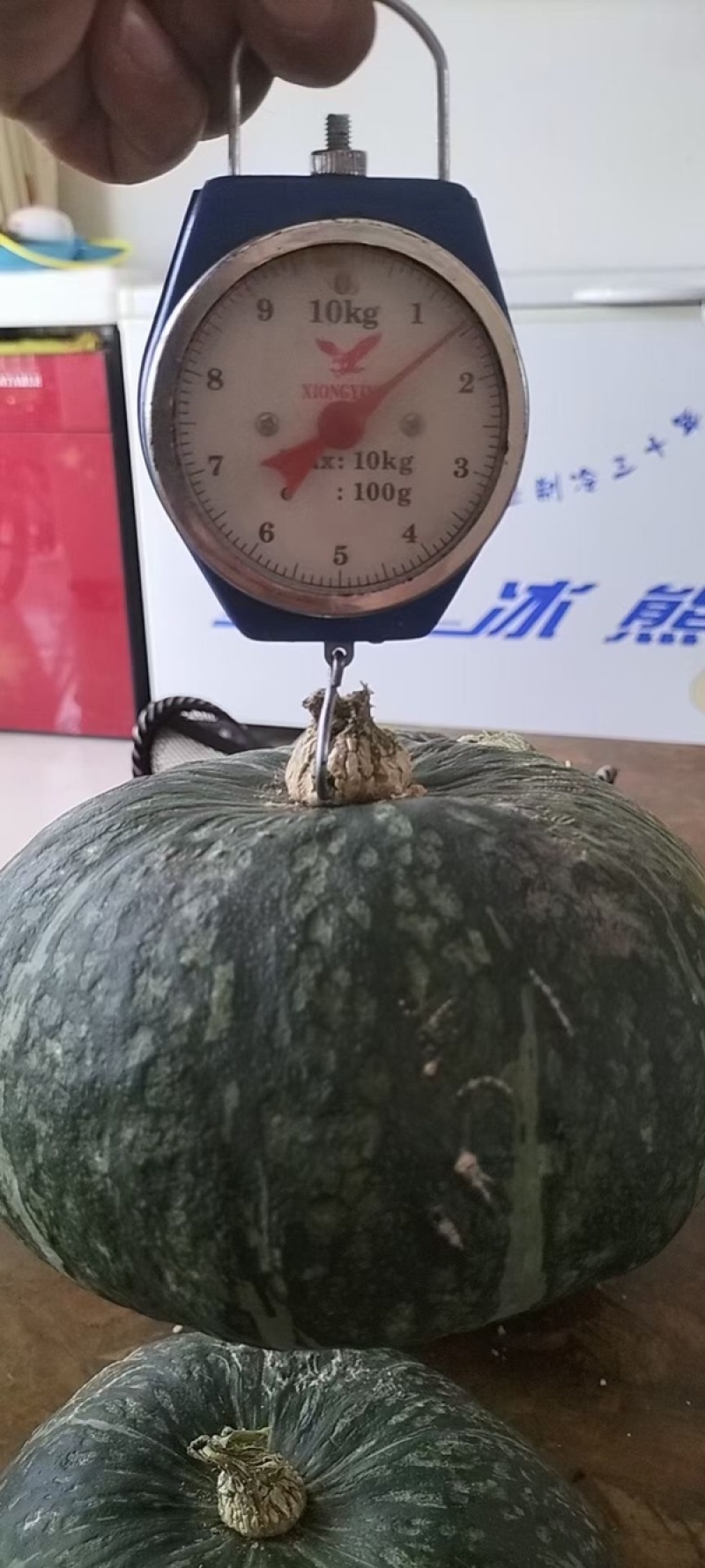 精品板栗南瓜，枕头南瓜，