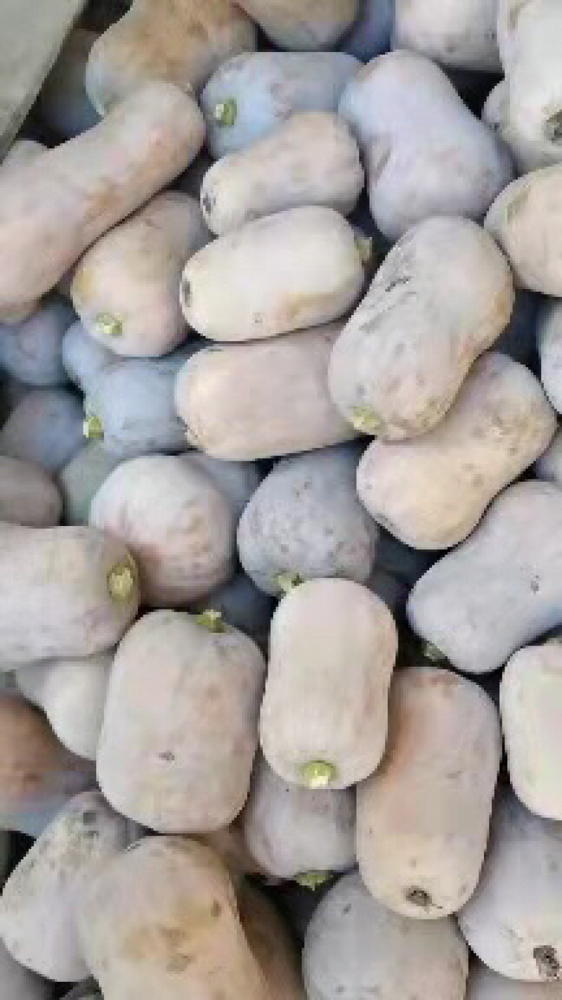 精品板栗南瓜，枕头南瓜，
