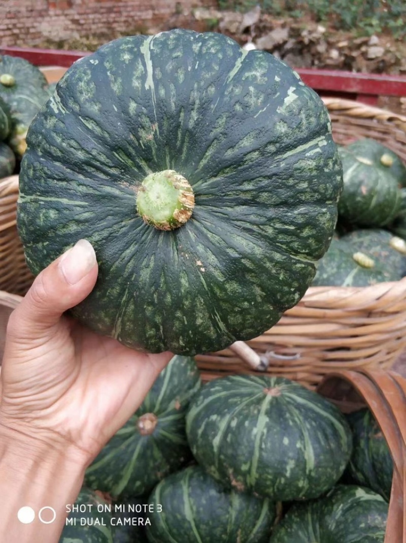 精品板栗南瓜，枕头南瓜，