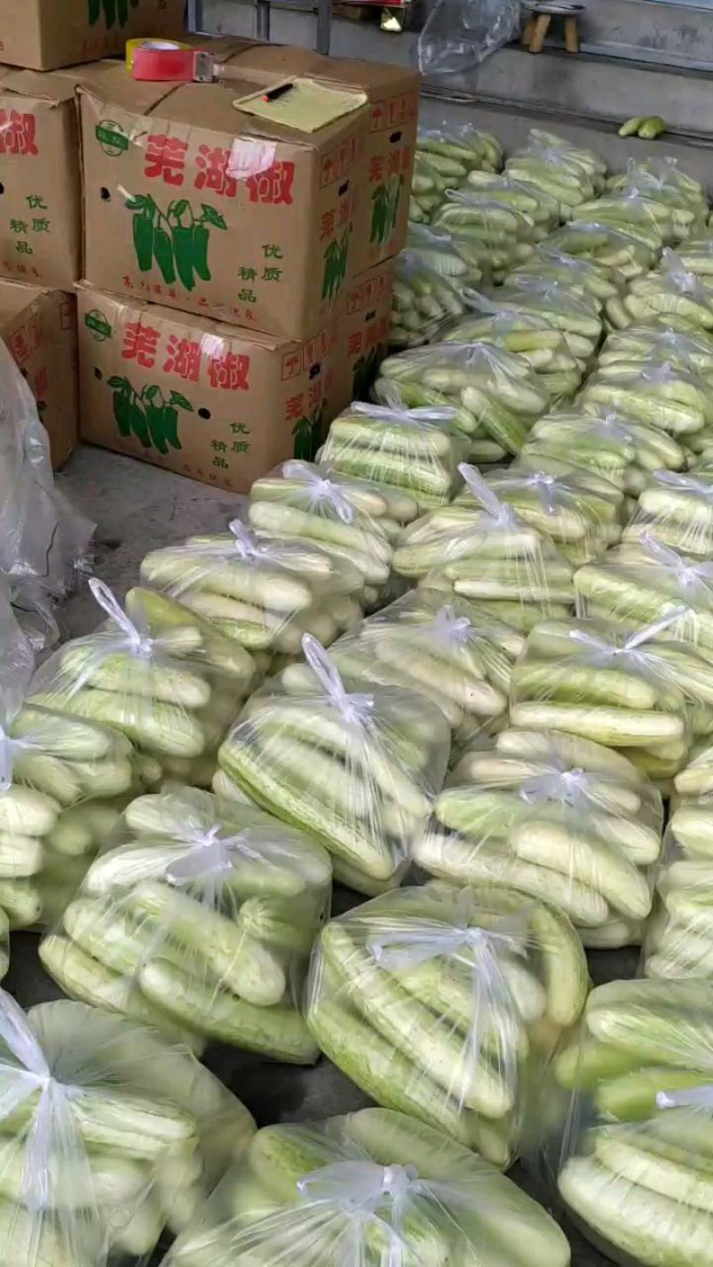 白黄瓜湖北长阳高山白黄瓜。精选好物！