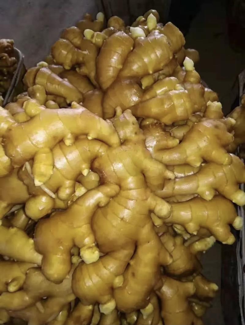优质小黄姜产地直发价格便宜质量保证欢迎实地考察价格美丽