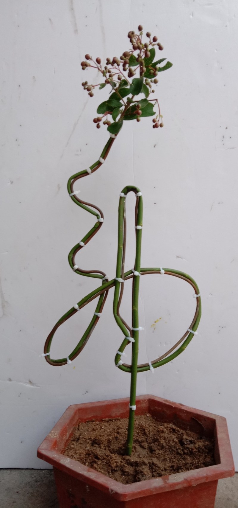 花卉字骨架