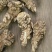 广州人15头无硫当归头当归片香味浓郁一件代发批发货源