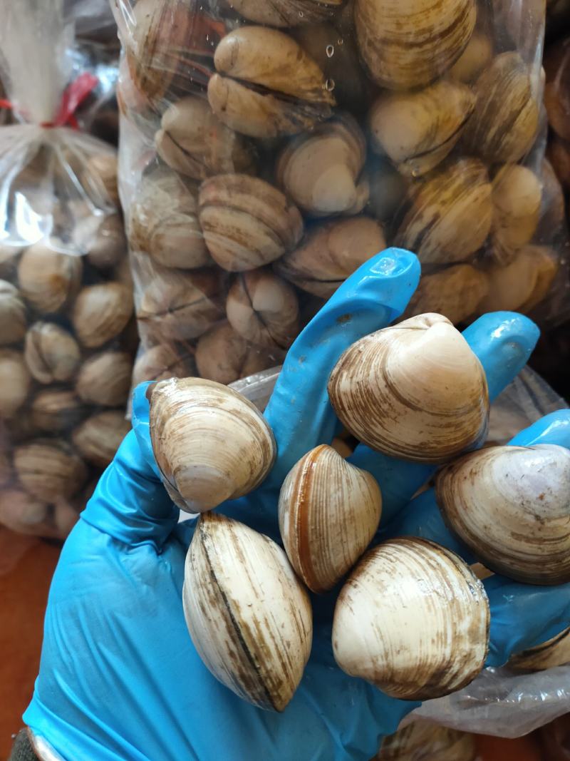 大白蚬子白蛤当潮货大量批发一手货源支持线上交易