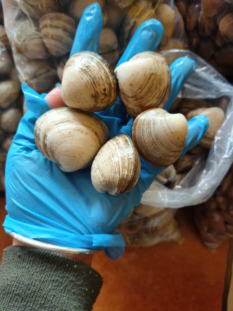 大白蚬子白蛤当潮货大量批发一手货源支持线上交易