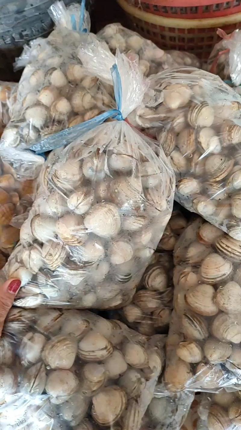 大白蚬子白蛤当潮货大量批发一手货源支持线上交易