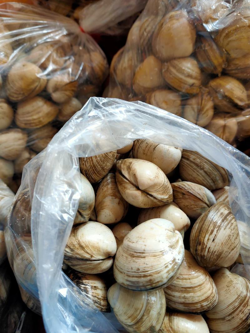 大白蚬子白蛤当潮货大量批发一手货源支持线上交易