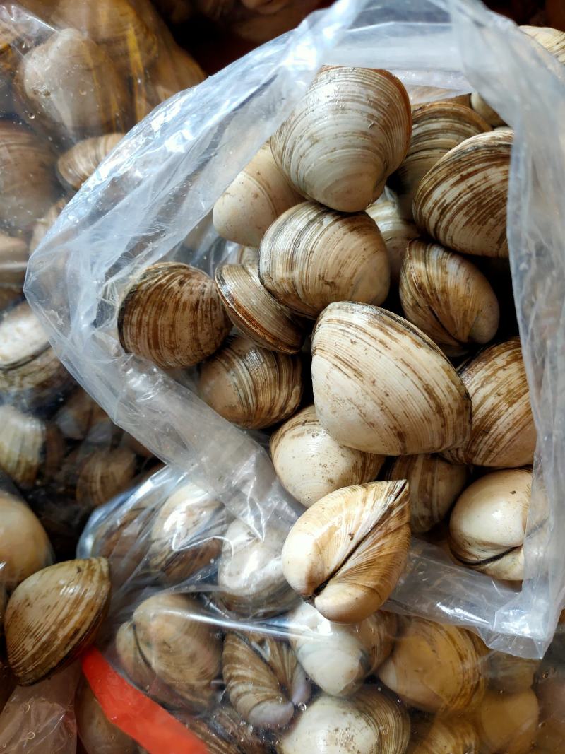 大白蚬子白蛤当潮货大量批发一手货源支持线上交易