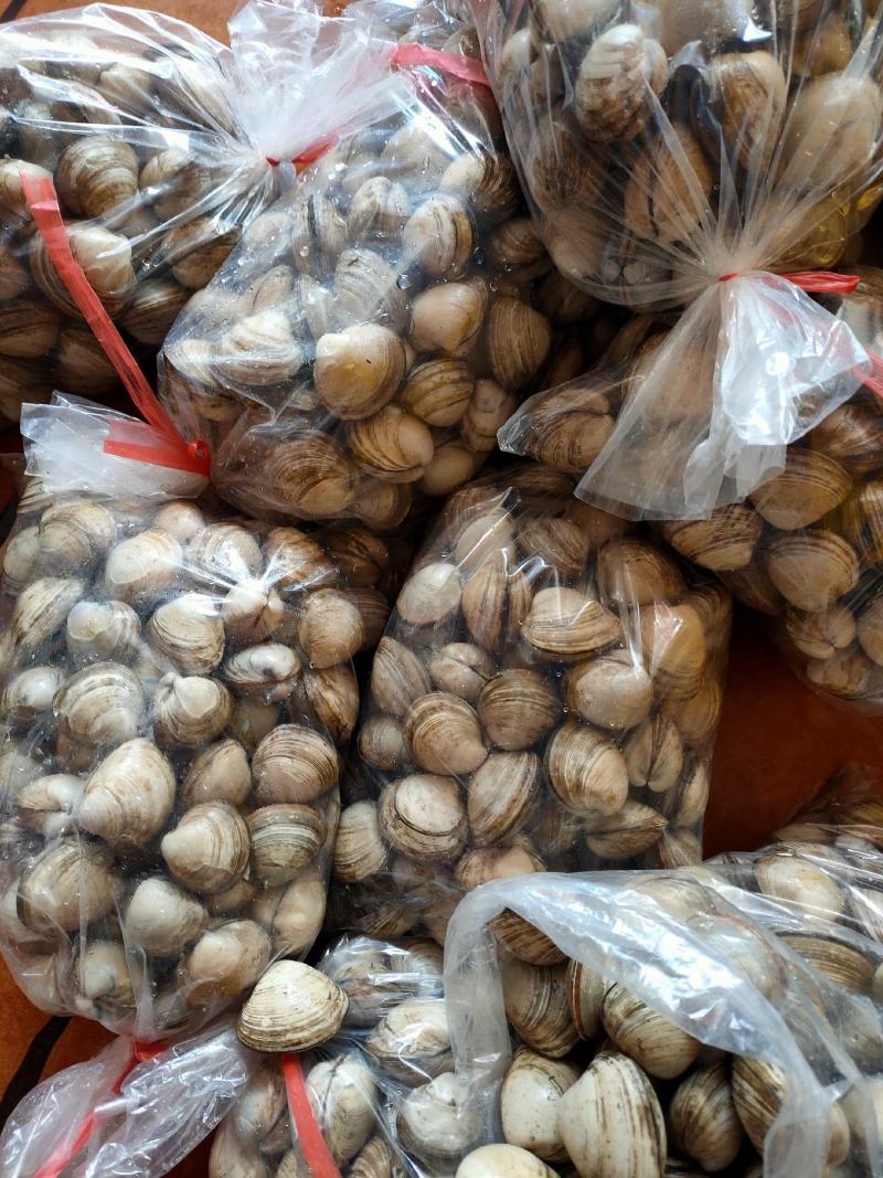 大白蚬子白蛤当潮货大量批发一手货源支持线上交易