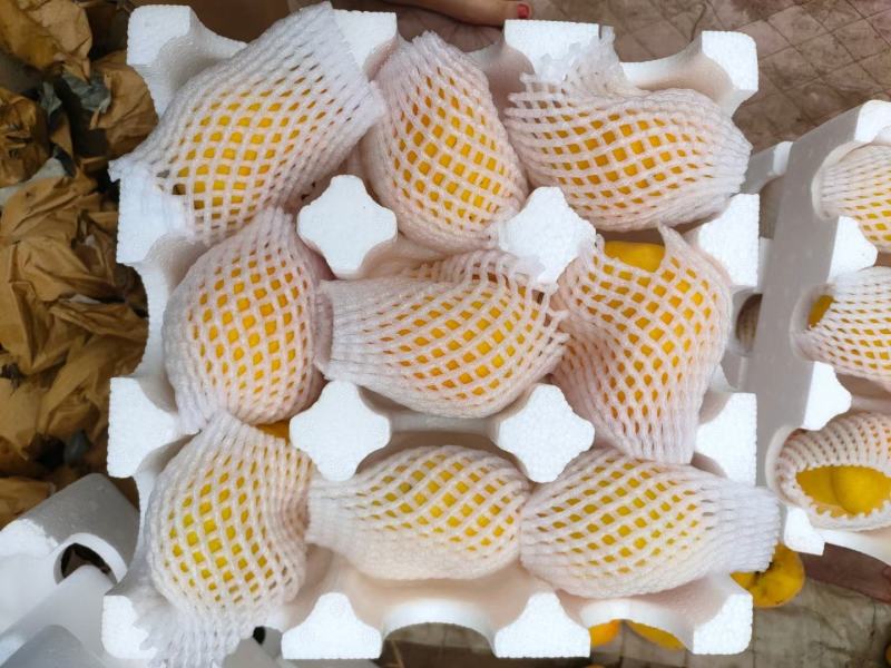 产地直发黄金毛蟠桃一手货源大量上市保质保量